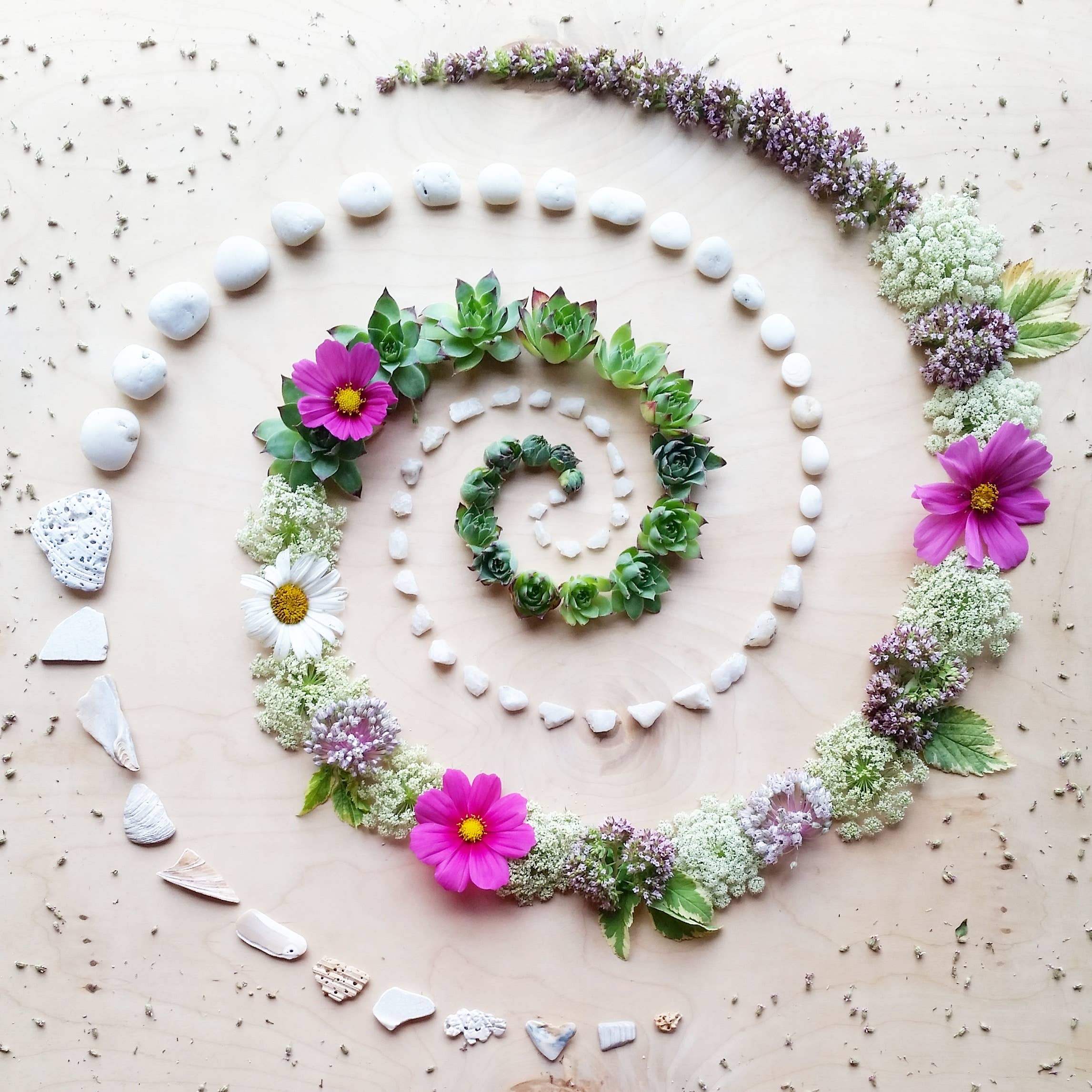 Succulent Spiral • Floral Greeting Card • Nature Art Photo