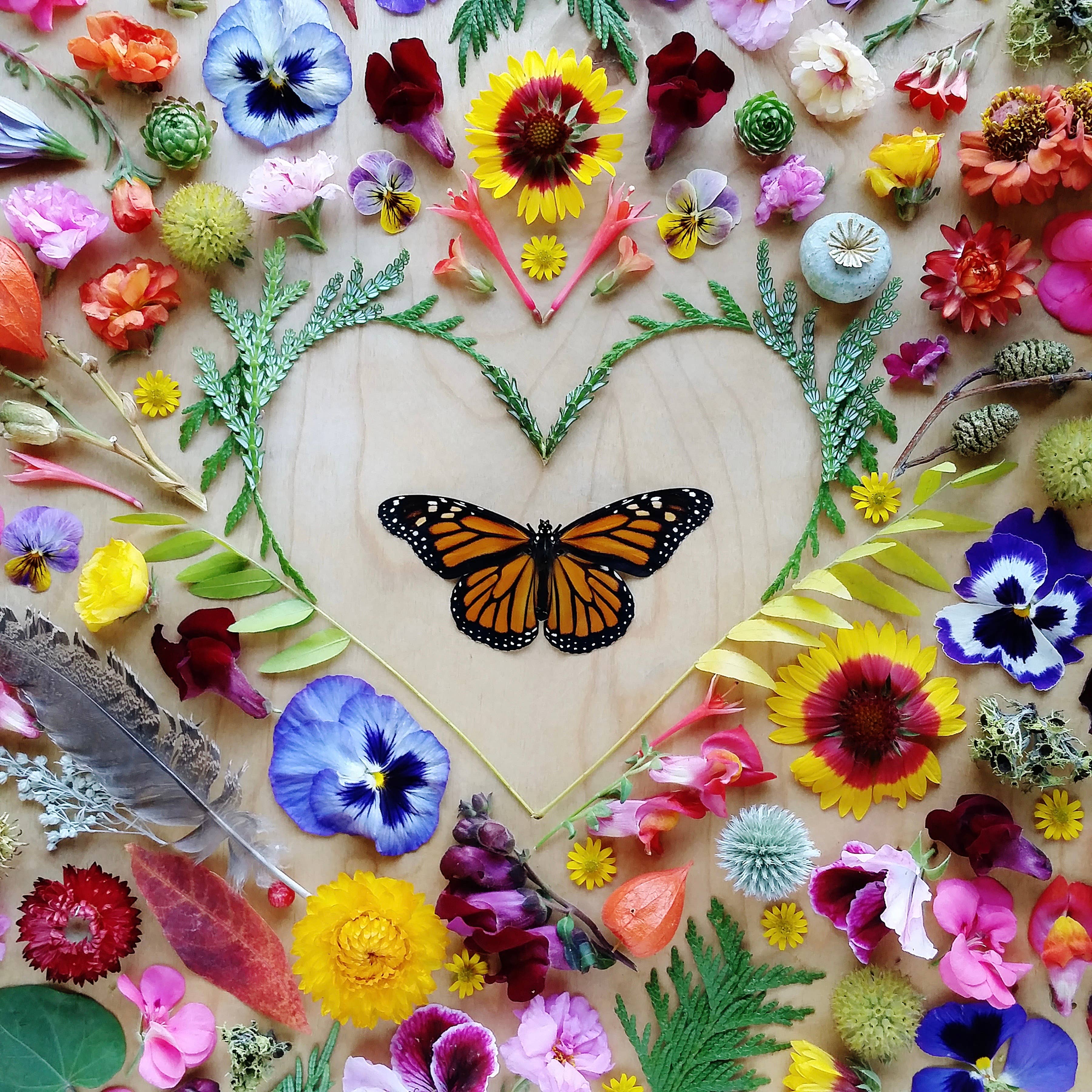 Monarch Butterfly Heart • Botanical Greeting Card • Nature