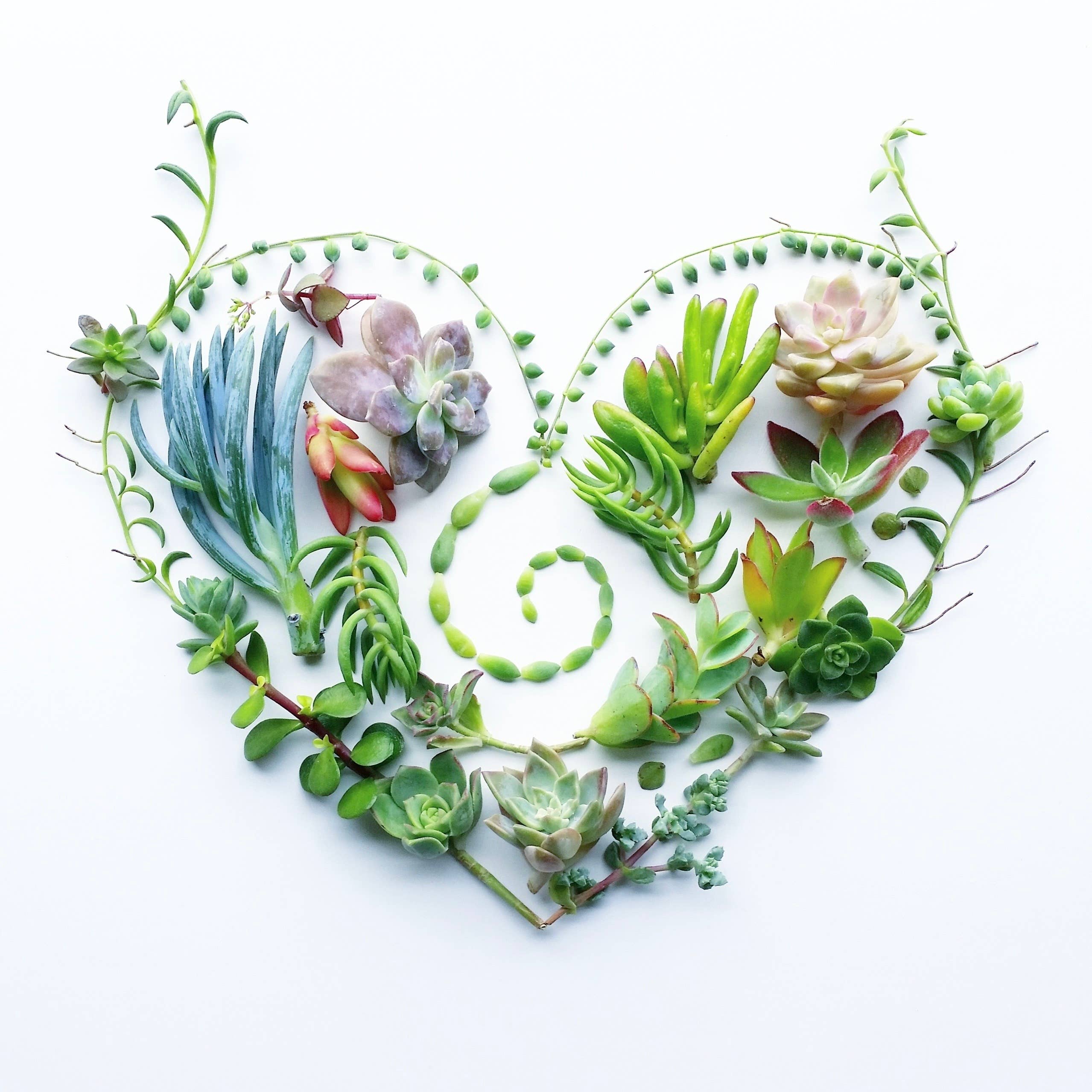 Succulent Heart • Botanical Greeting Card • Nature Art Photo